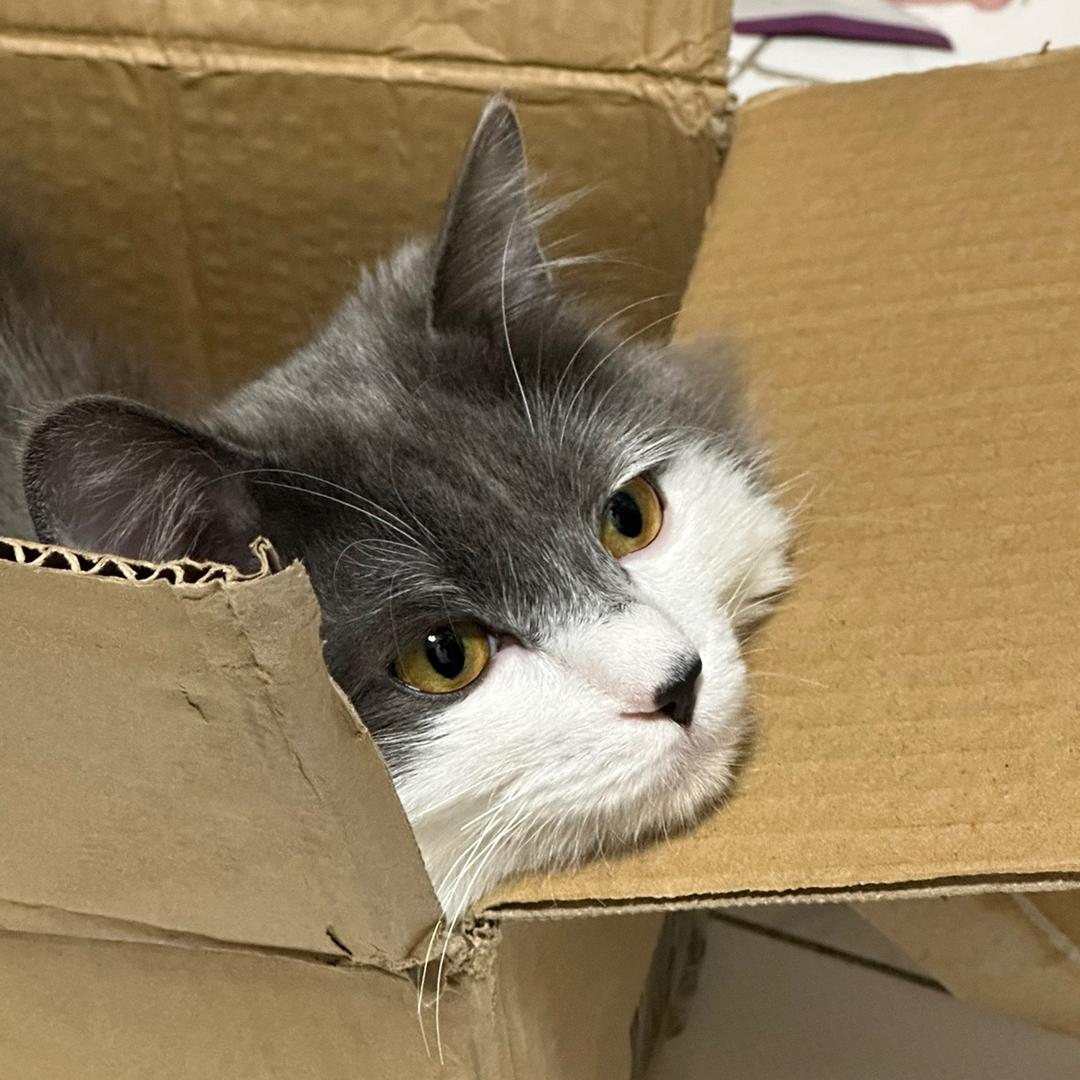 一只🦊喵