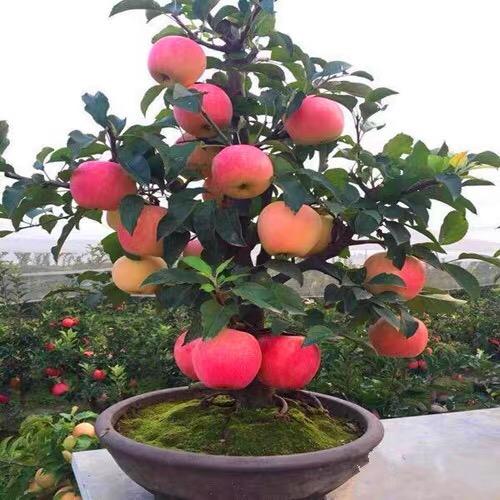 墨春花卉盆栽