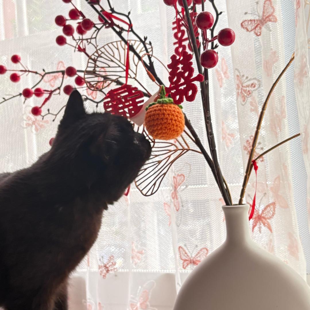 一只黑猫🐈‍⬛