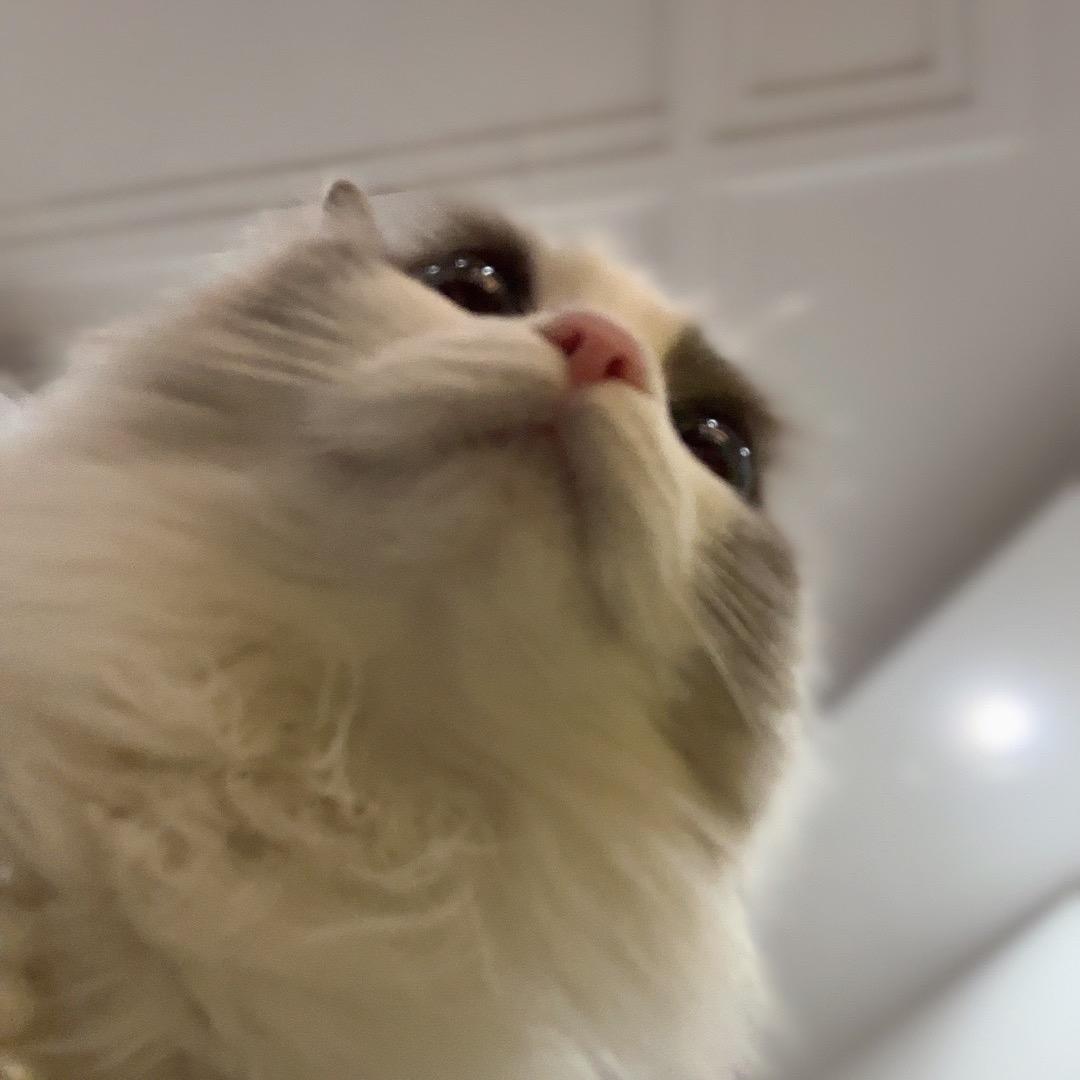 佳莉🐱