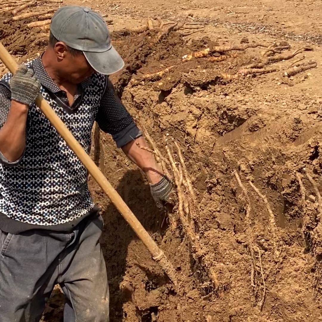 豆豆垆土铁棍山药铺