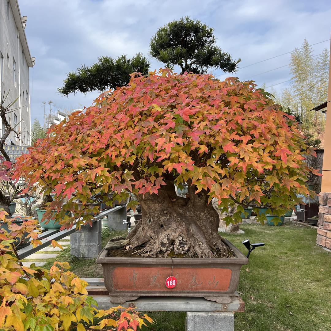 黄山市歙县鼎园盆景