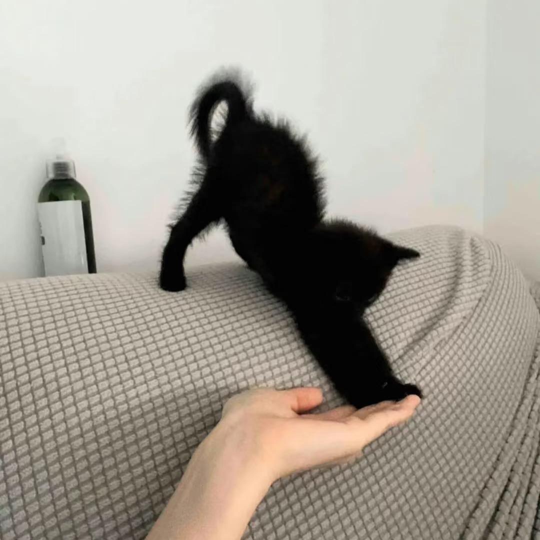 礼瑞.