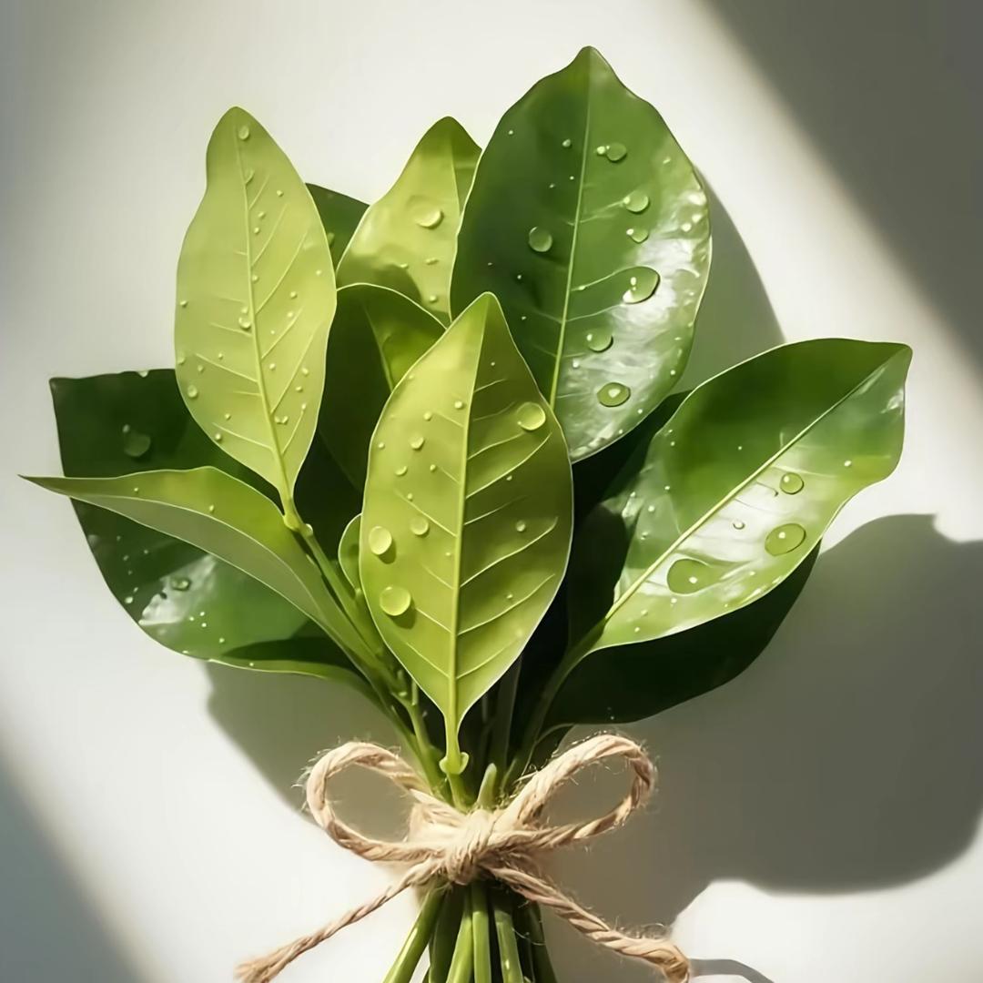 碌柚叶🍃
