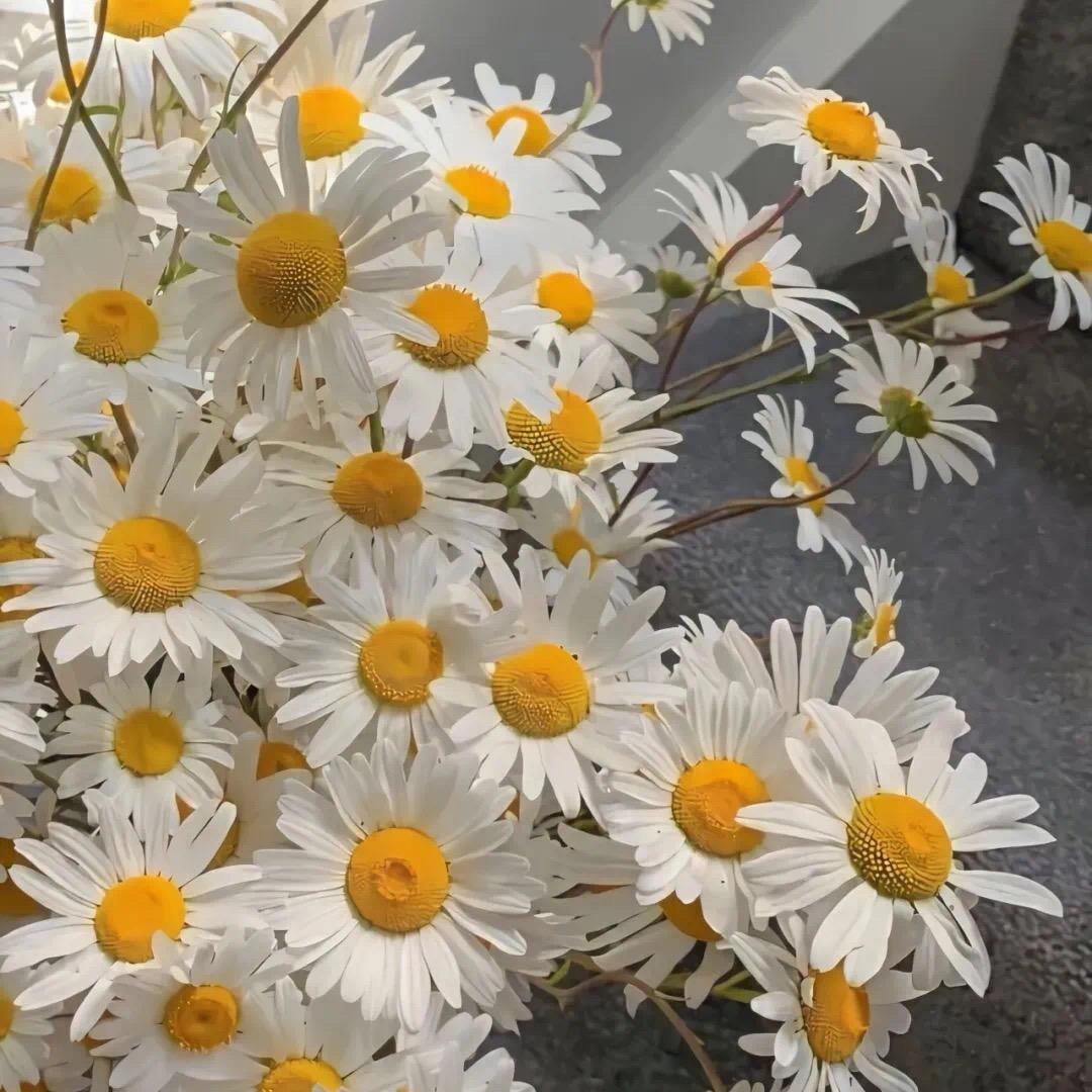 柠檬说葡萄你好酸ಠ_ಠ