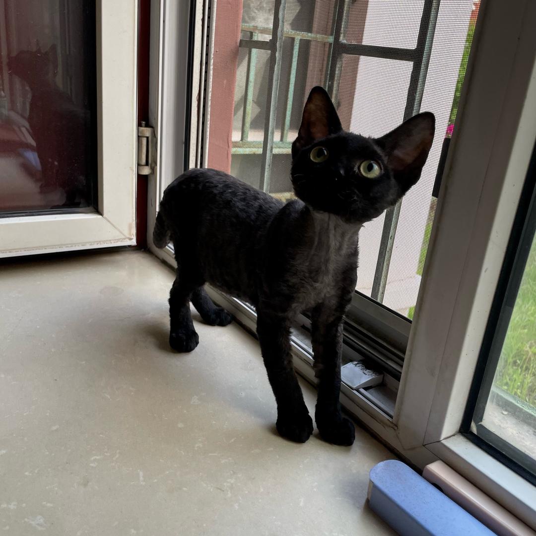 狗狗理发师一枚