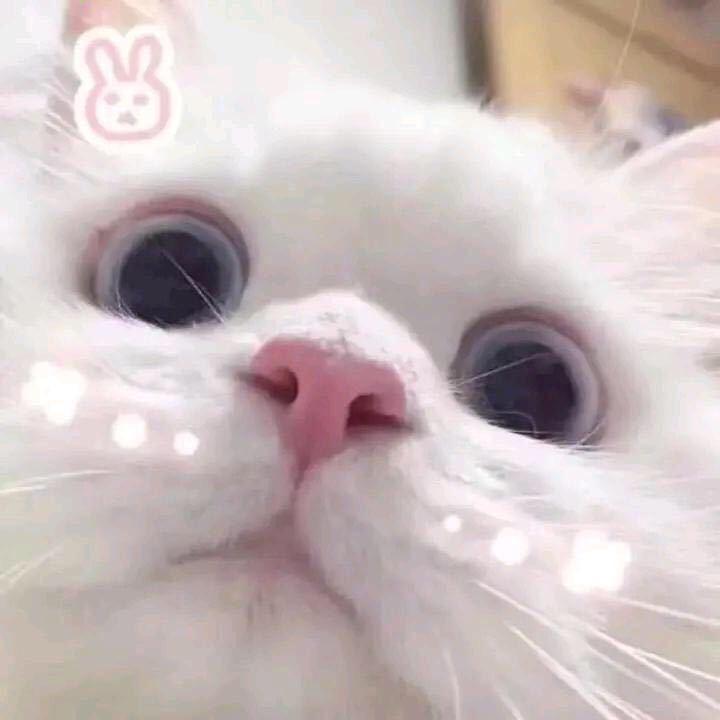 春娇与志明（蒸鸡版）