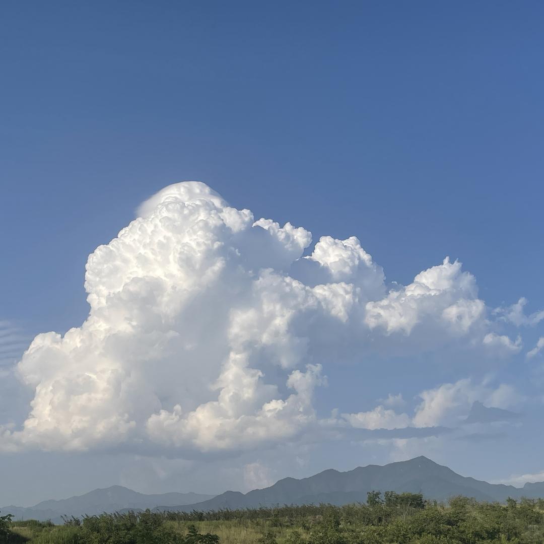 陕西秦岭土特产