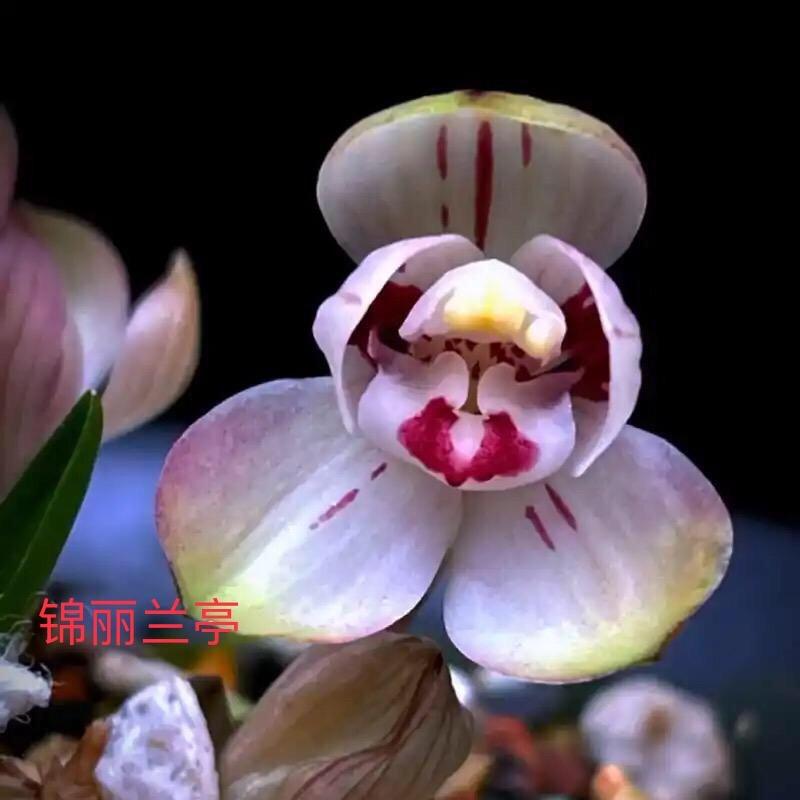 锦丽兰亭