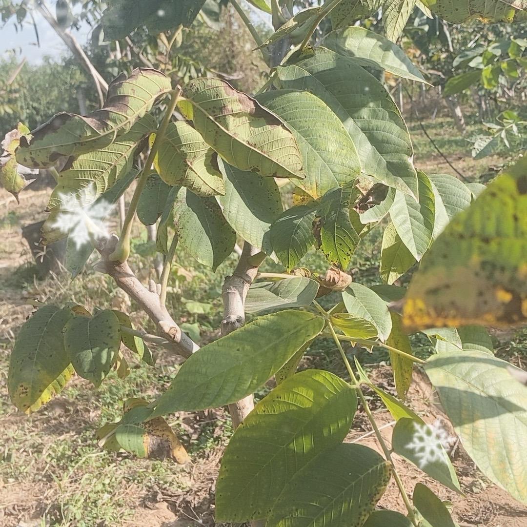 梓岩文玩树苗