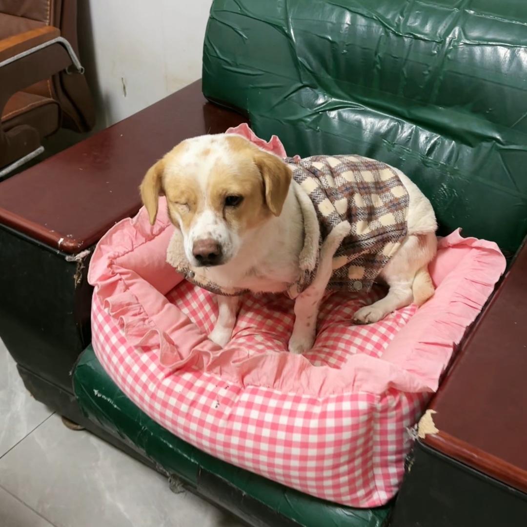 猫厂长（后续）