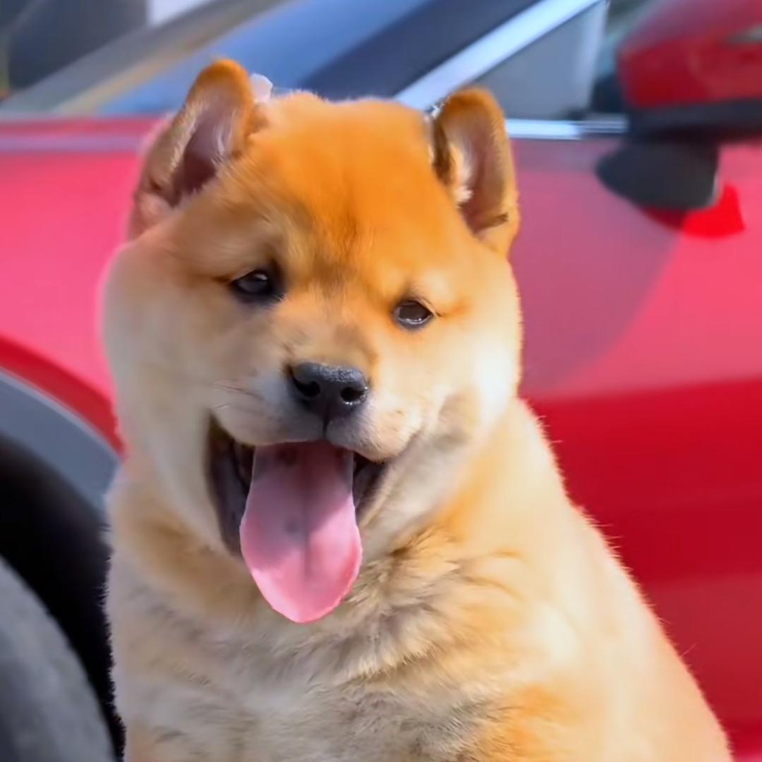 晨晨家的田园犬