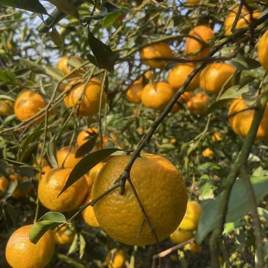 🍊三江同学