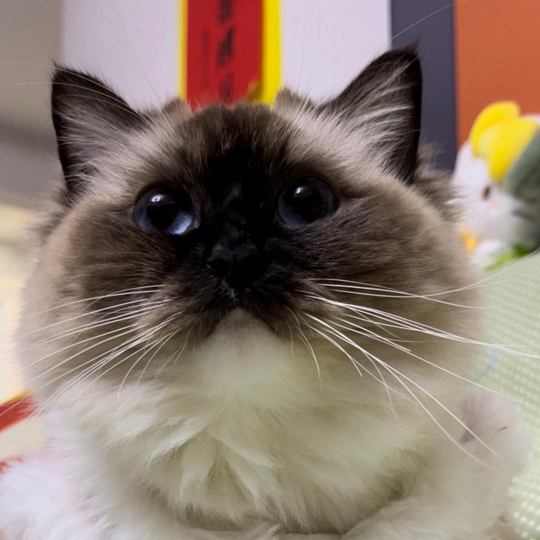 惜惜