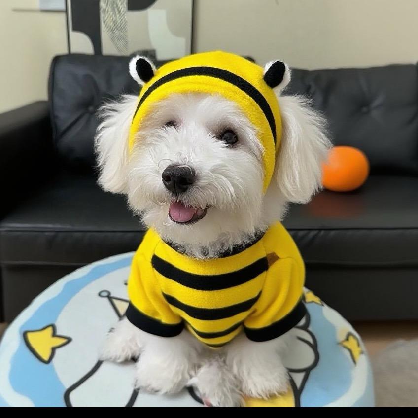 一只棉花糖🐶
