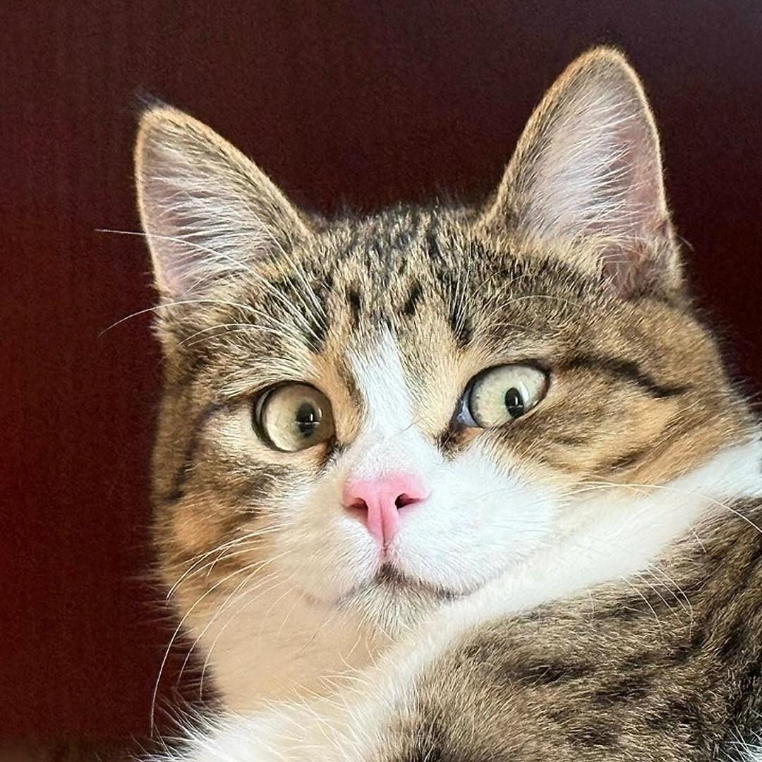 喂海公园不专业猫咪管理员