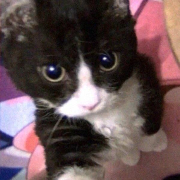 我这一生如绿豆冰