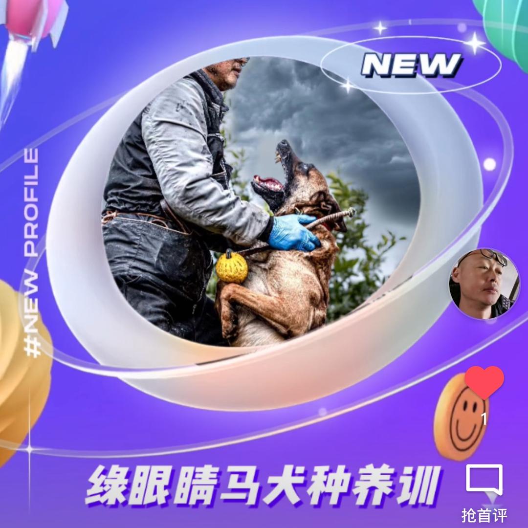 绿眼睛全能型马犬
