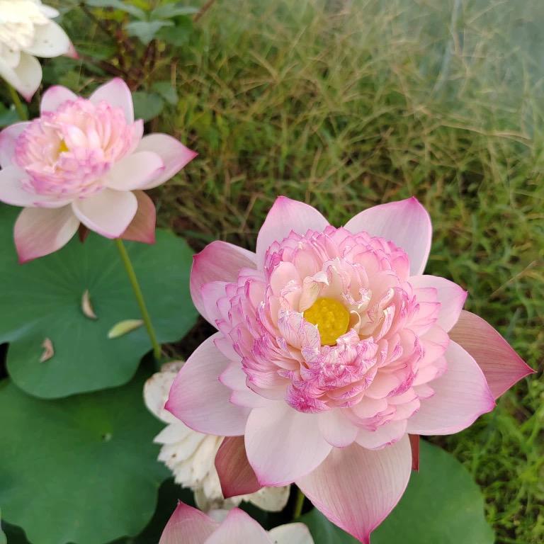 丽景花卉1