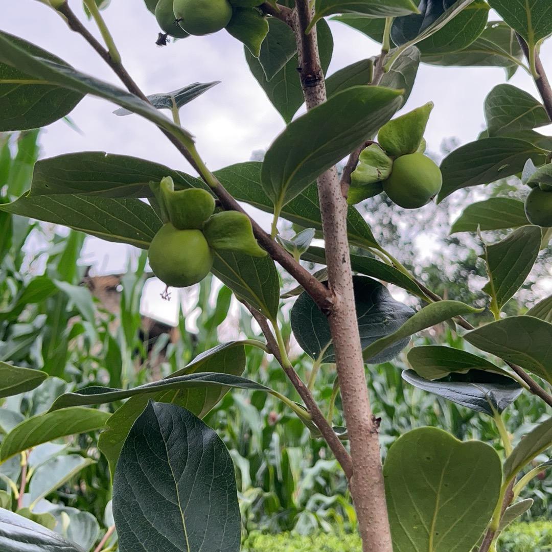 世界之大，无奇不有（拒私聊