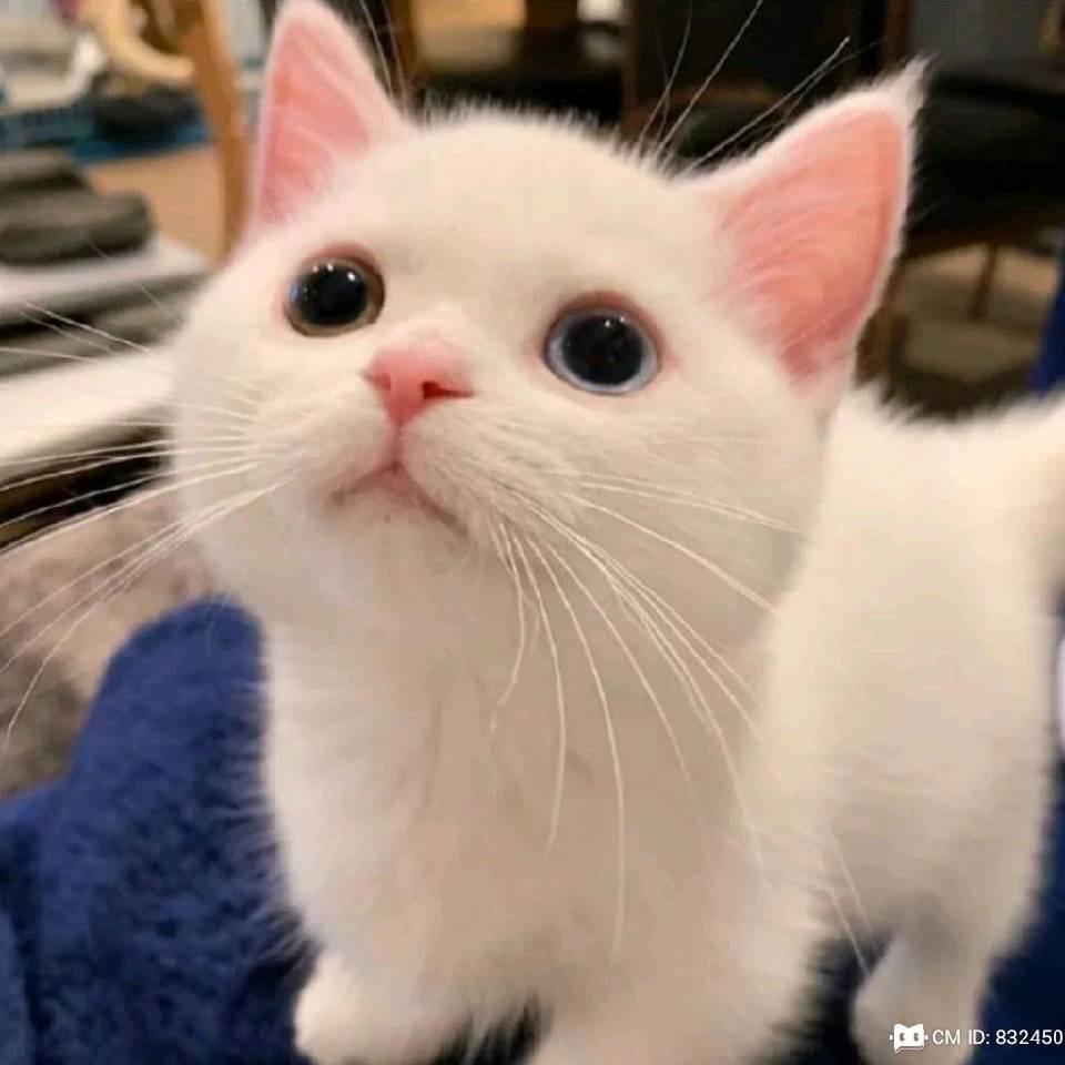 颠哥