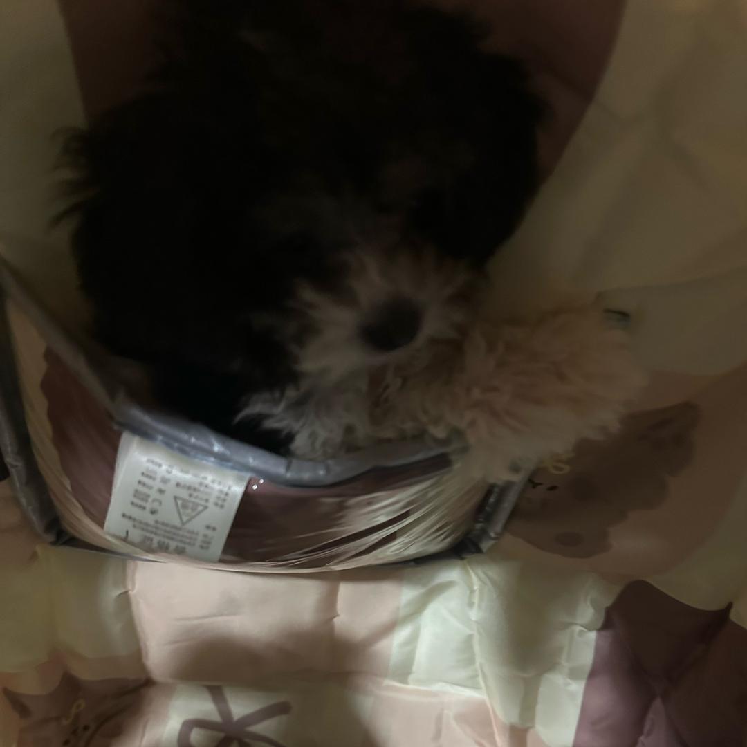 一只小小的闹钟