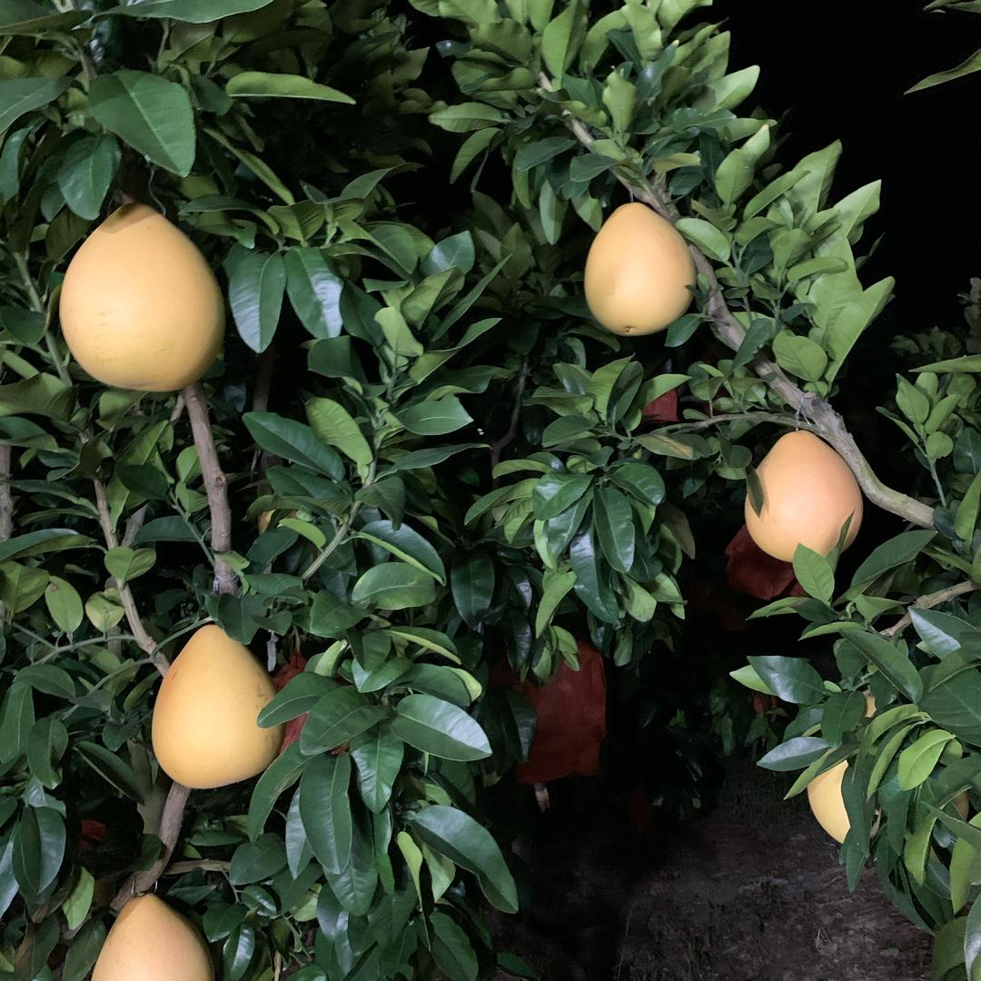 小黑锅果
