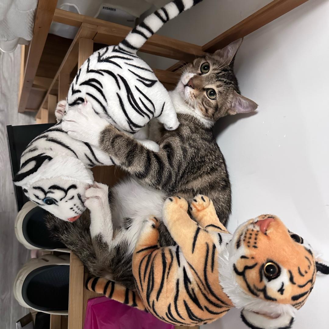 华老师-不熬夜（蛋G）