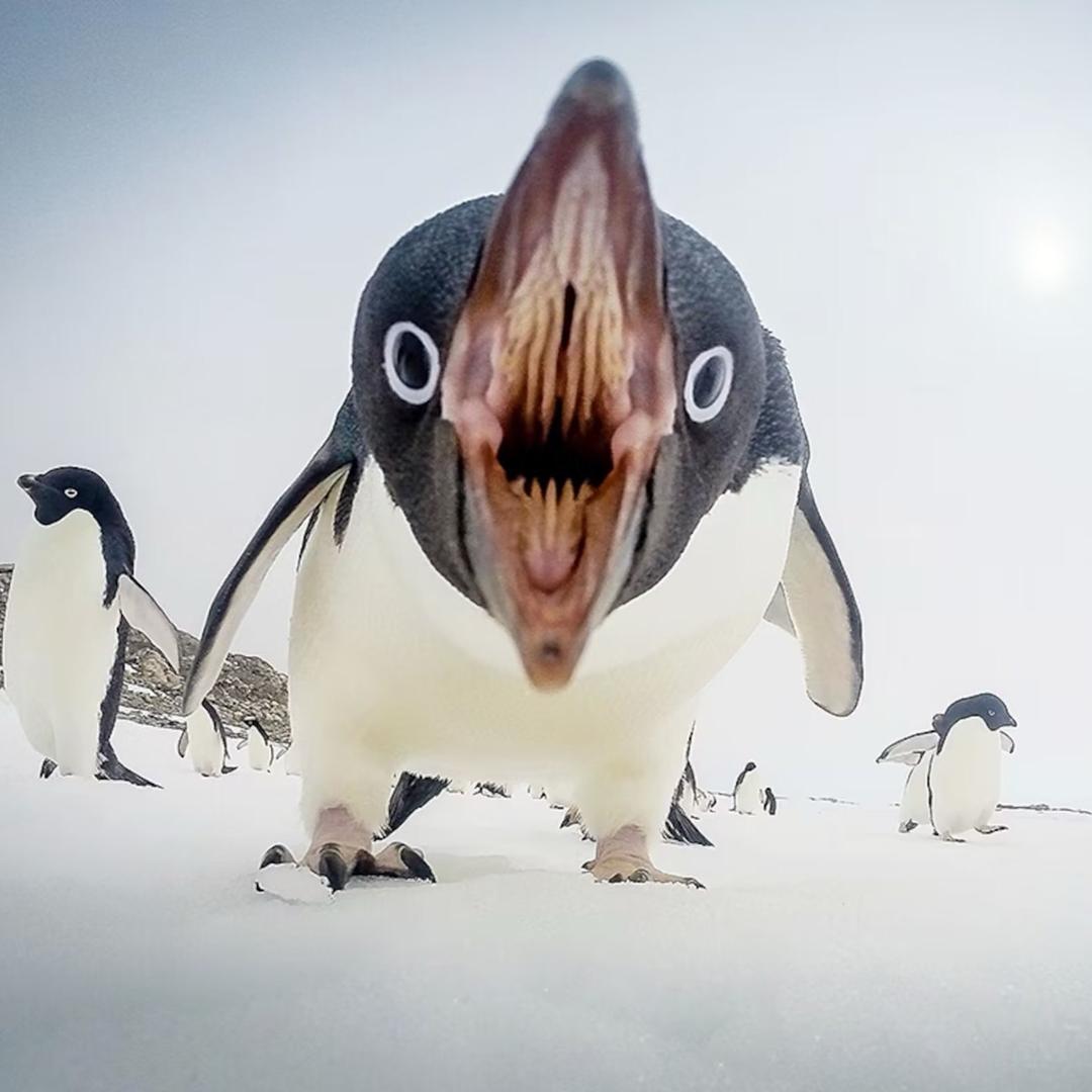 荀