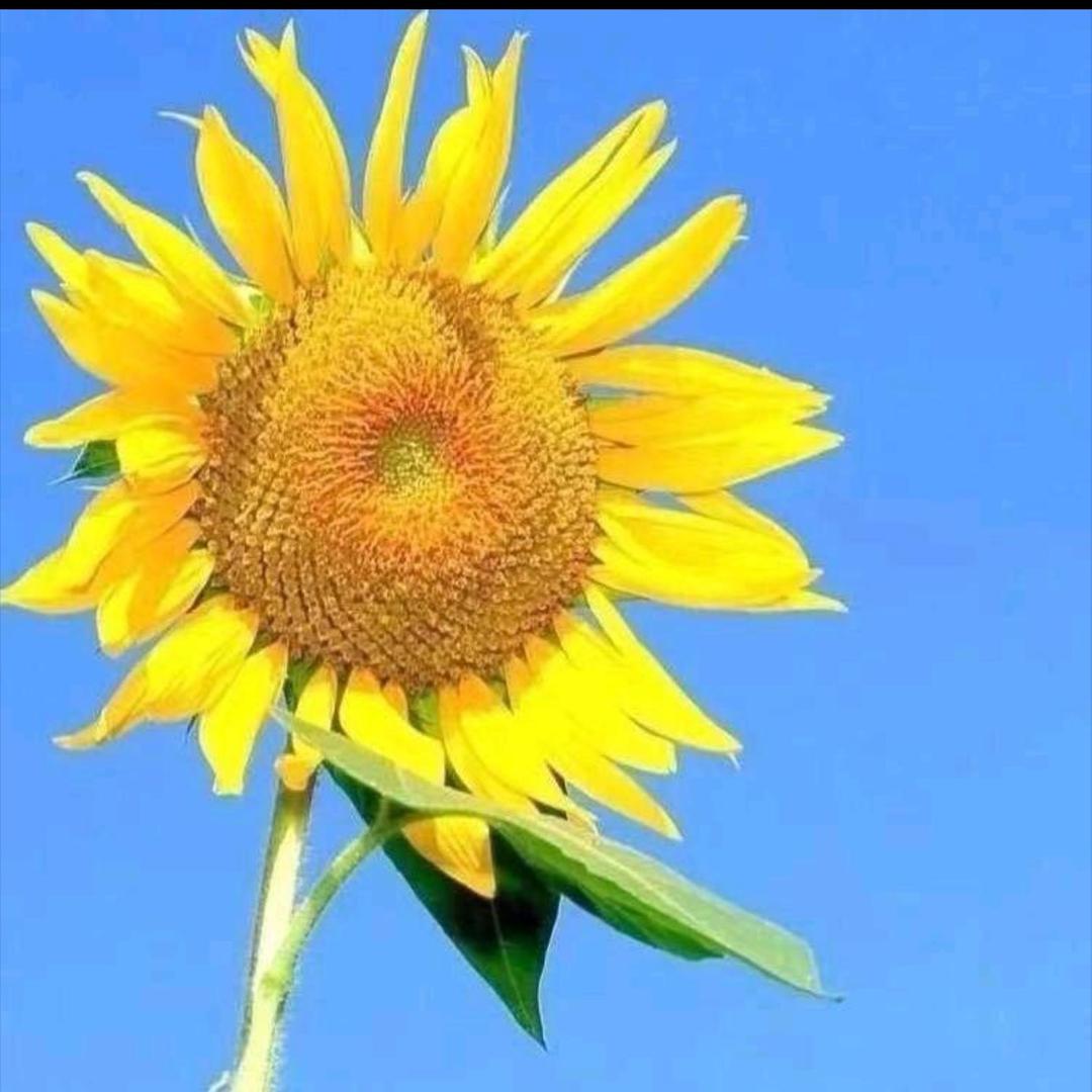 A-