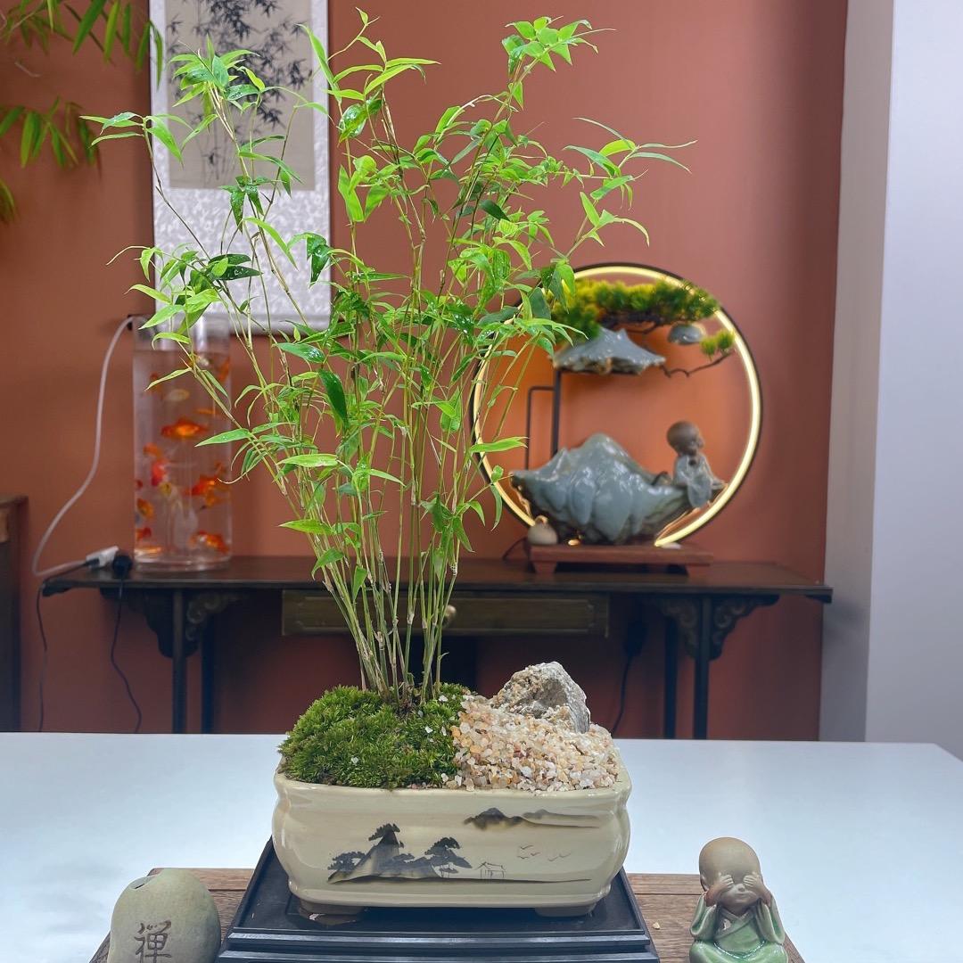伊曼花卉