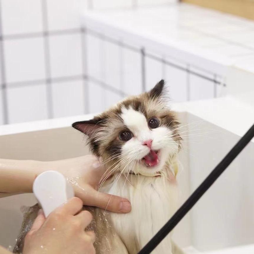 MILK CAT.猫咪专属生活馆