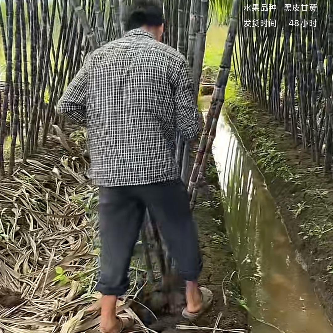 正宗广西黑皮甘蔗