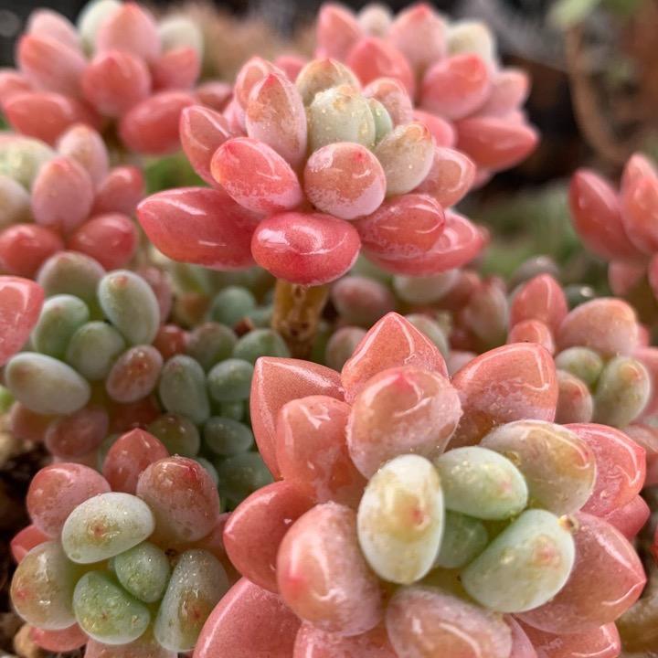 鑫博泽自然花园