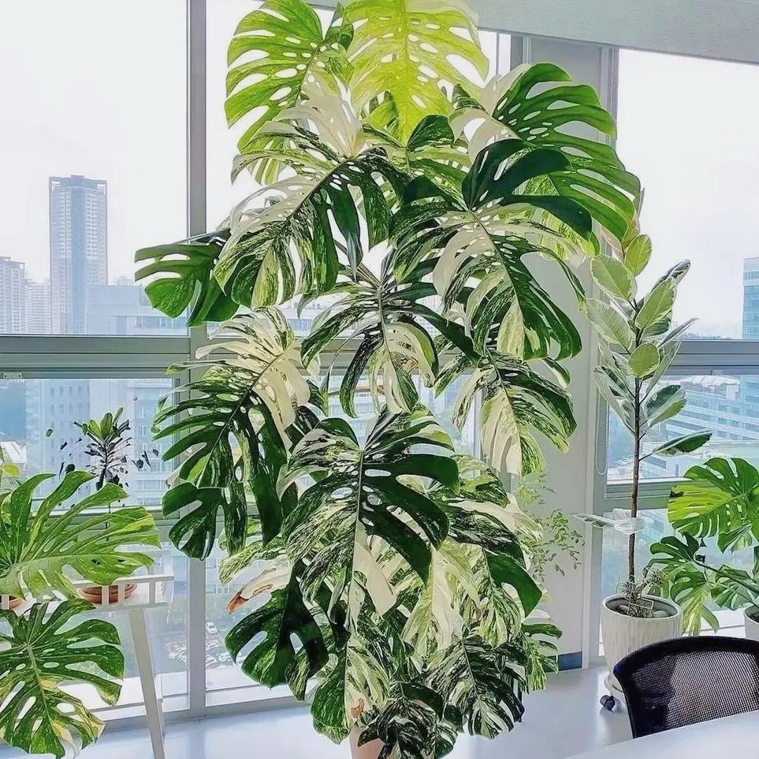 朵朵的花园