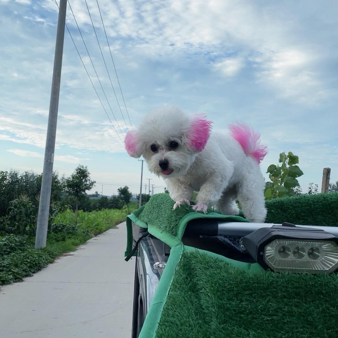 团团是只小比熊