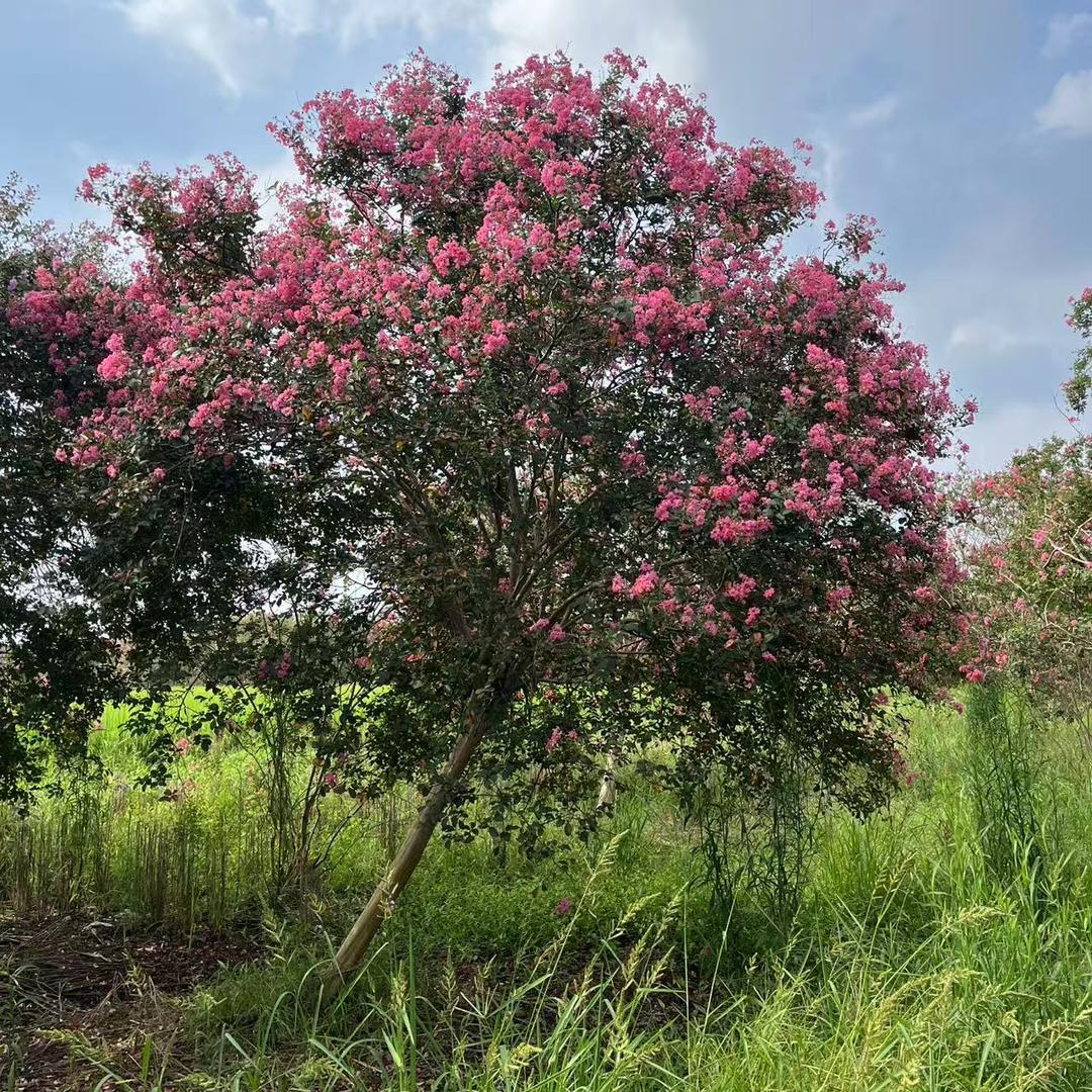 崇州一粟园艺生活坊