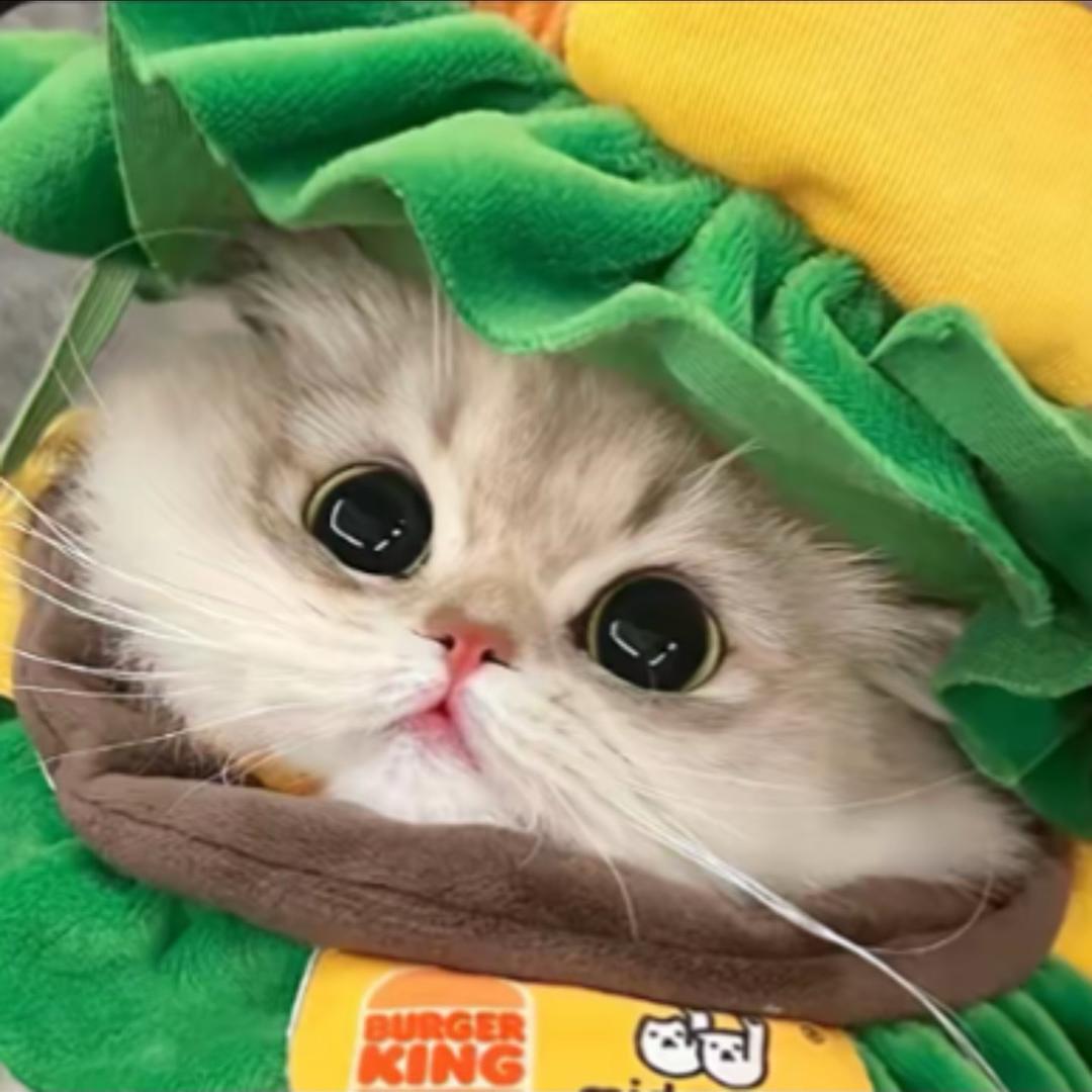 鱼🐠