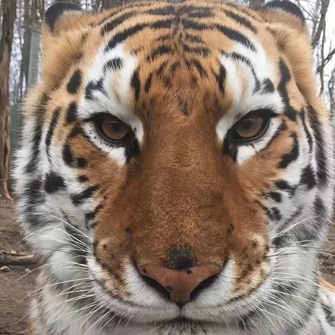 🐯🐯