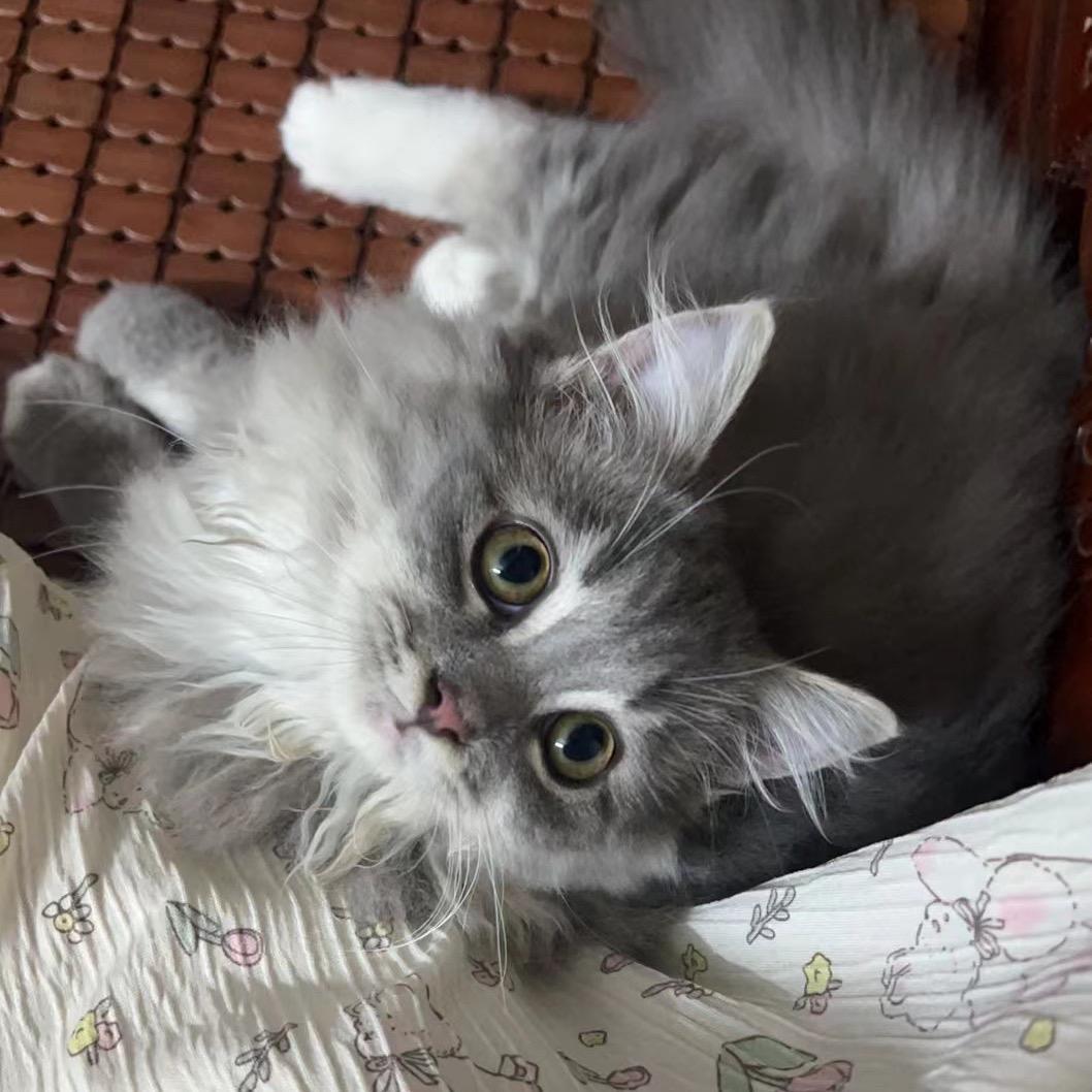 杨杨๑