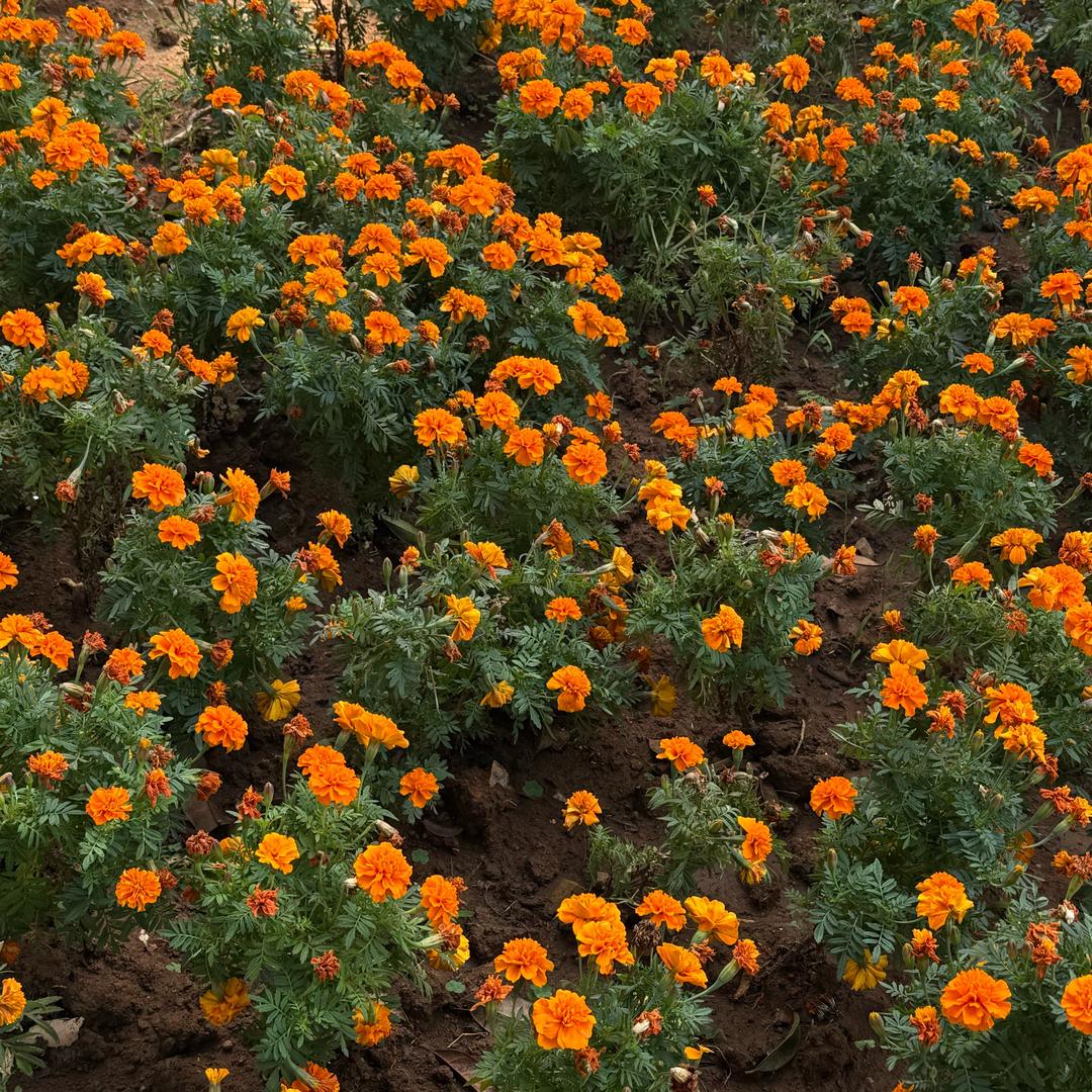 🐣宇宙无敌小囧婷🐥