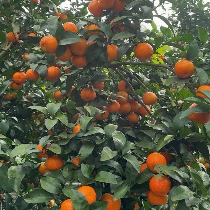 湖北人在广西种植