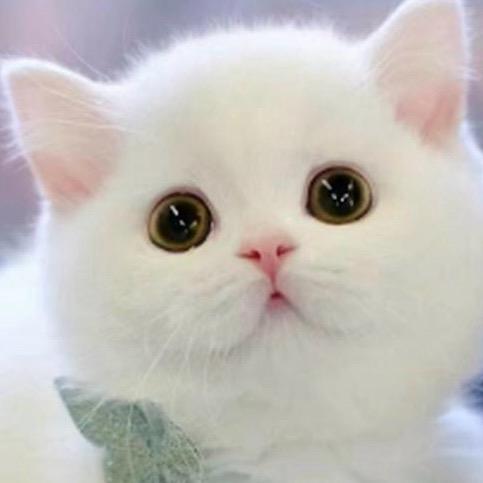 小东宝藏壁纸小屋