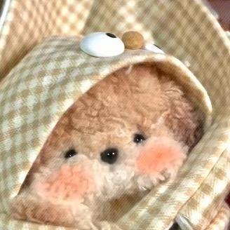 ꒰ঌ蜡笔小雅໒꒱