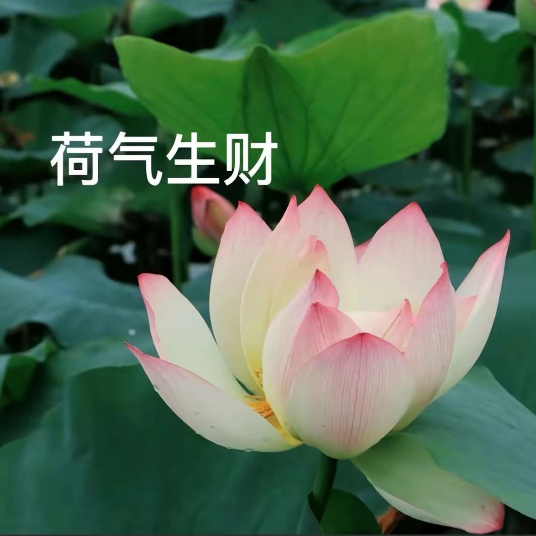 小布丁.*