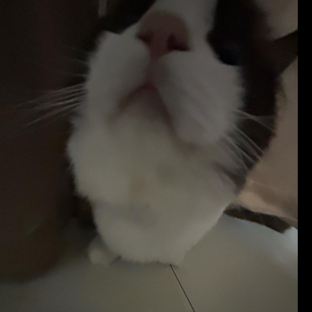 草莓