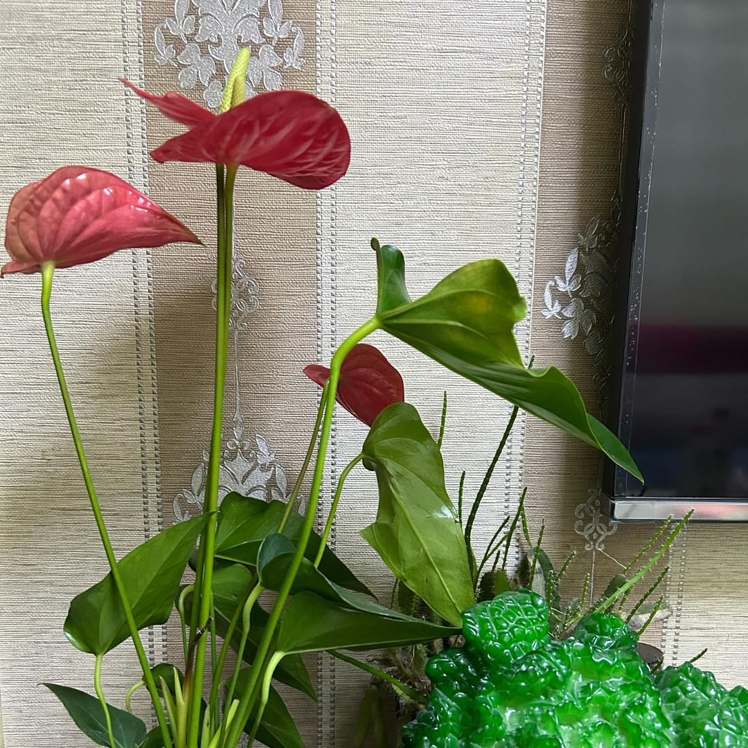叶子🍃……