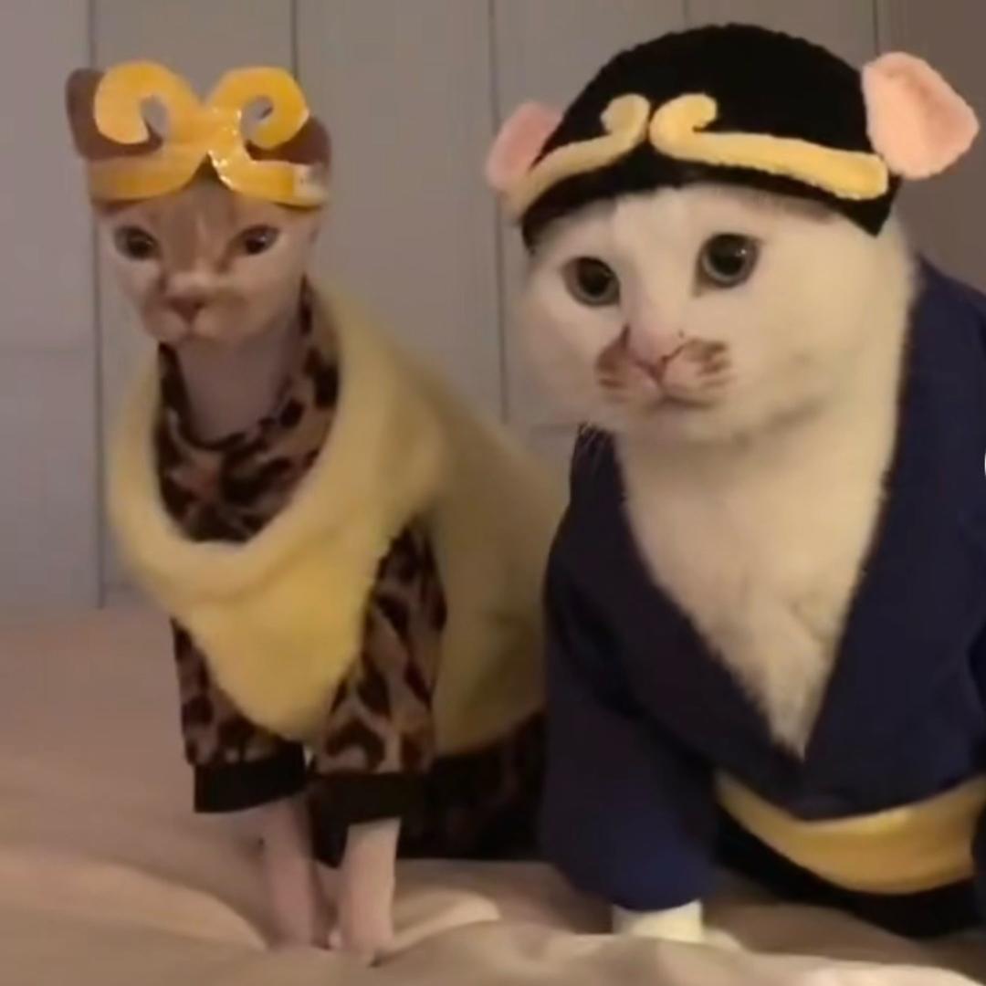 派派派派派派大星