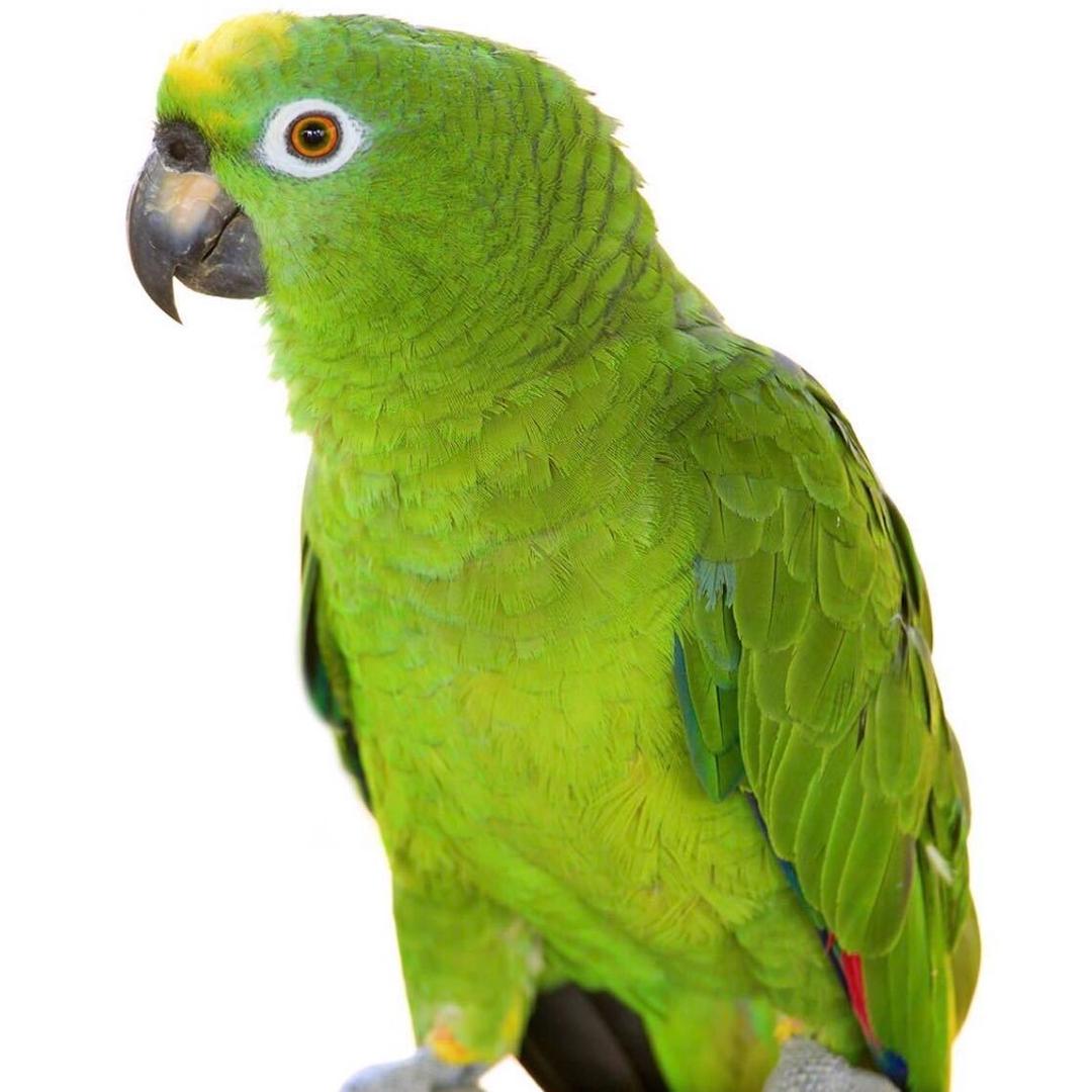 鹦鹉🦜养殖场