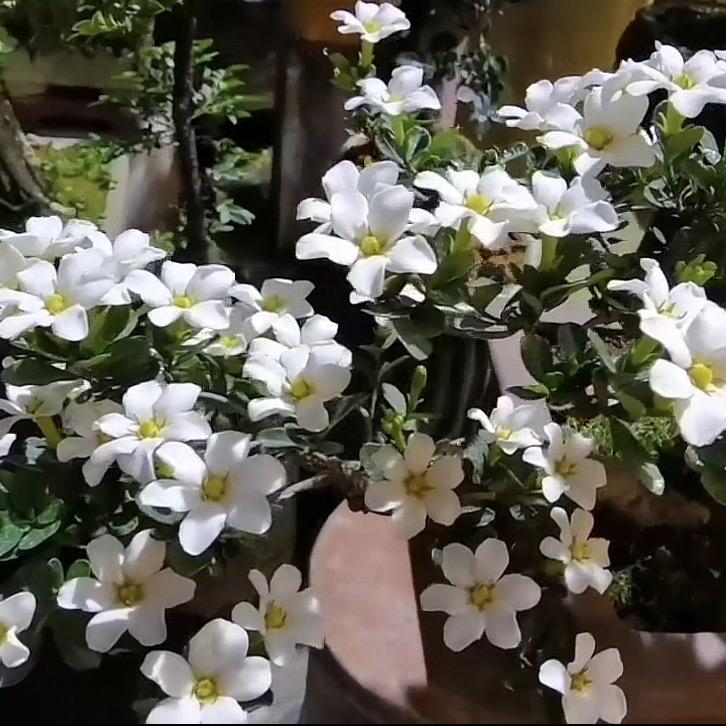 栀子花教父总店